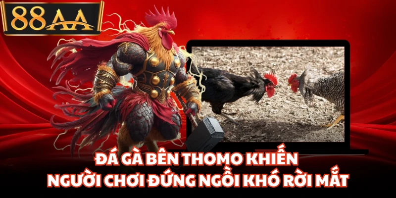 Đá Gà Bên Thomo Khiến Người Chơi Đứng Ngồi Khó Rời Mắt 3 Đá Gà Bên Thomo Khiến Người Chơi Đứng Ngồi Khó Rời Mắt
